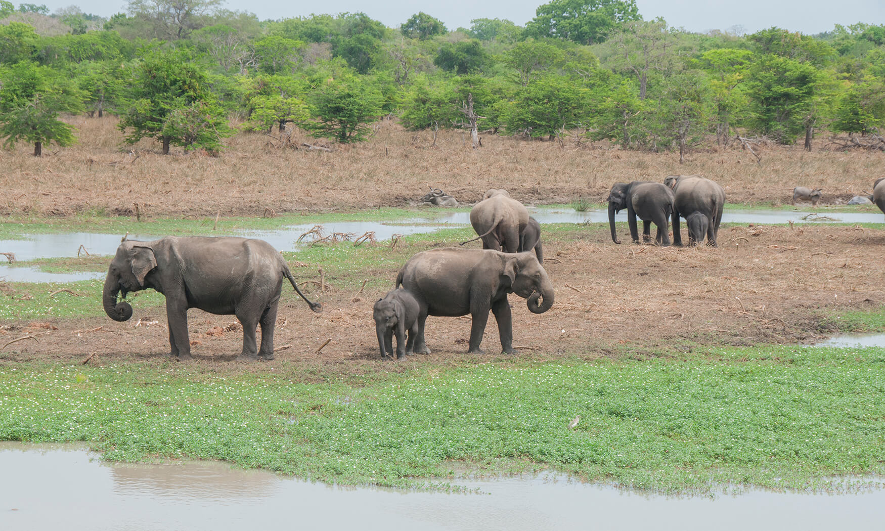 safari tours