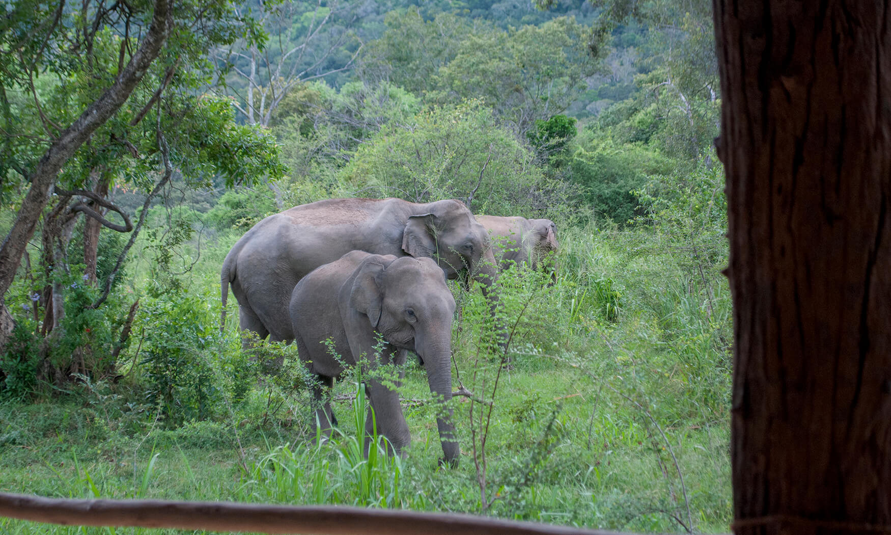 places to stay in yala national park elephants