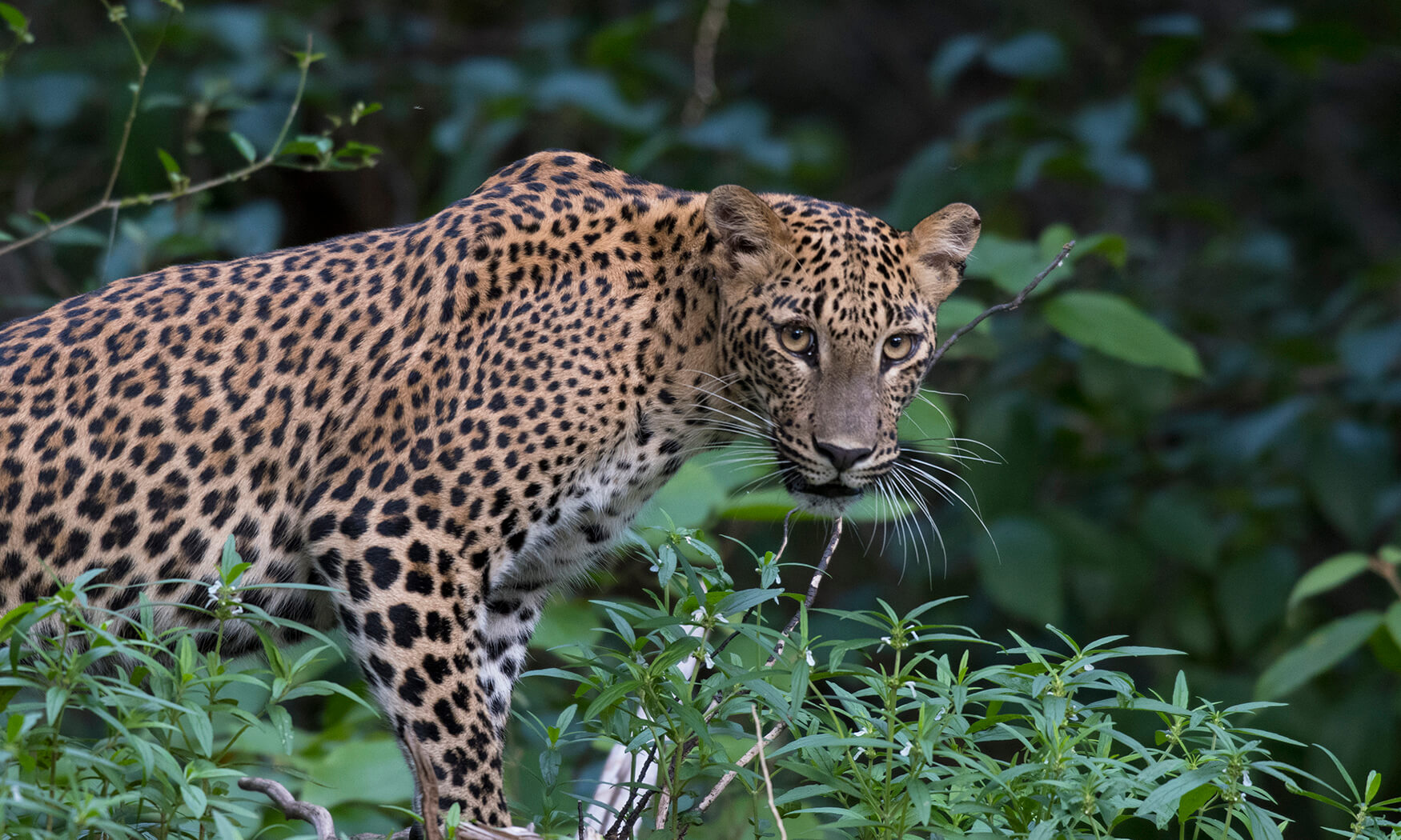 safari tours sri lanka
