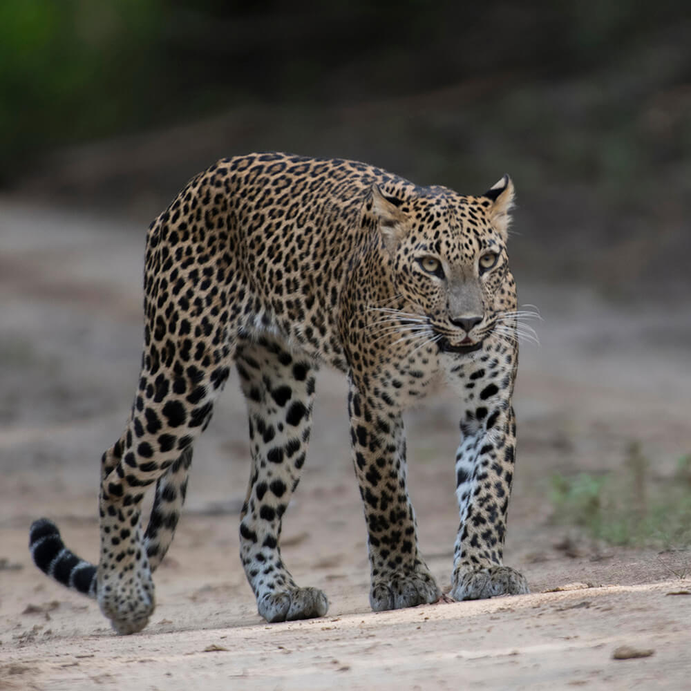 Yala Safari Options