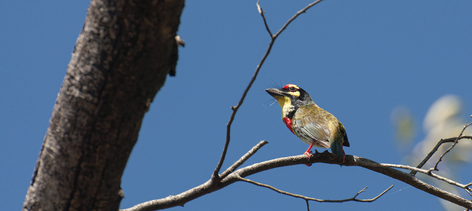 Birds in Yala National Park