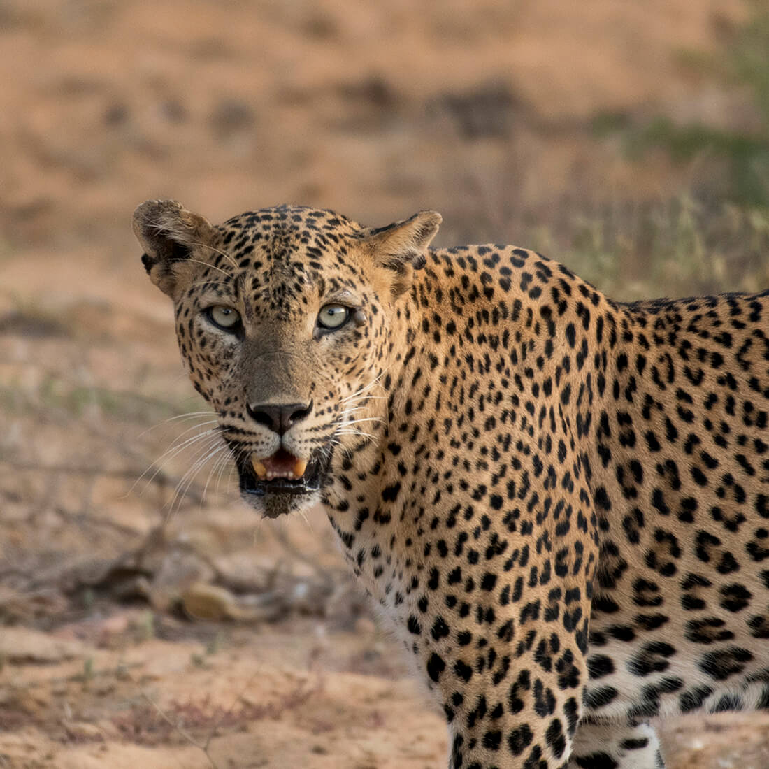 Yala Safari Options