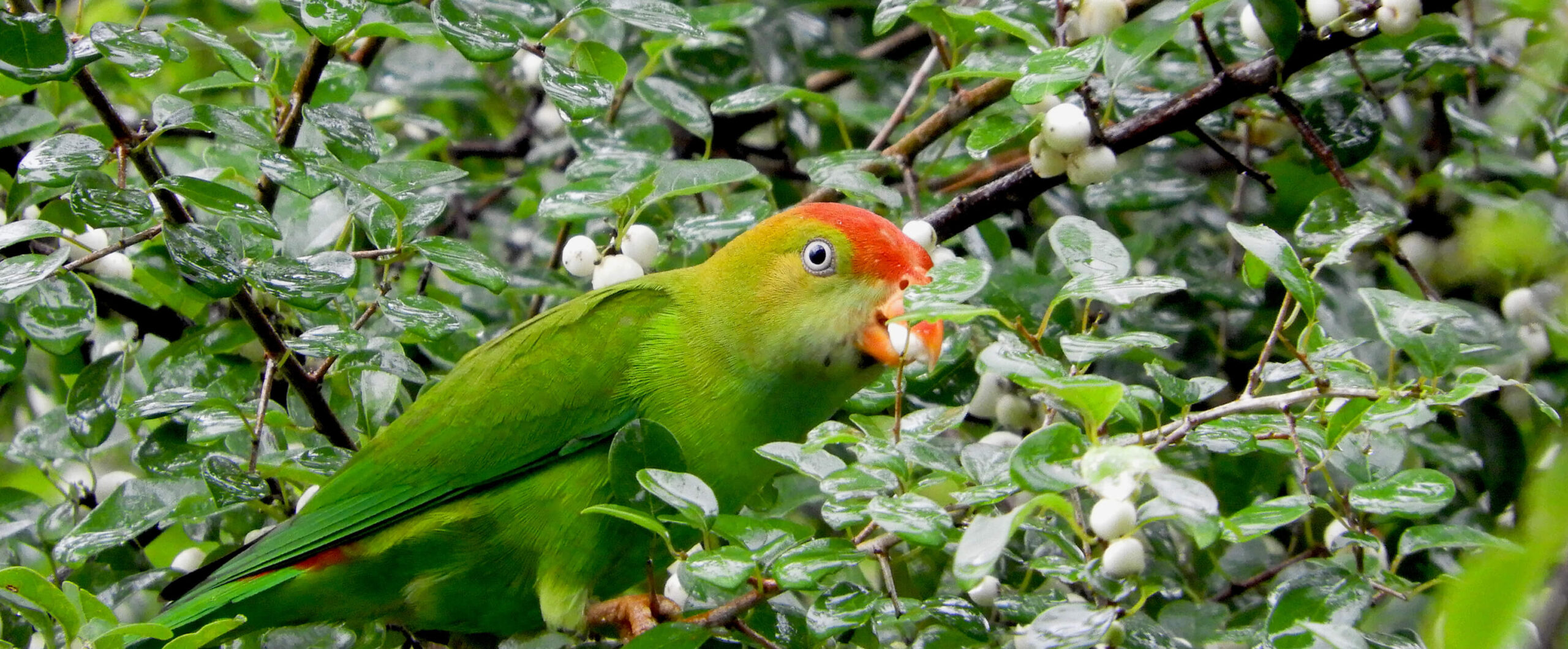 birdwatching in Sri Lanka