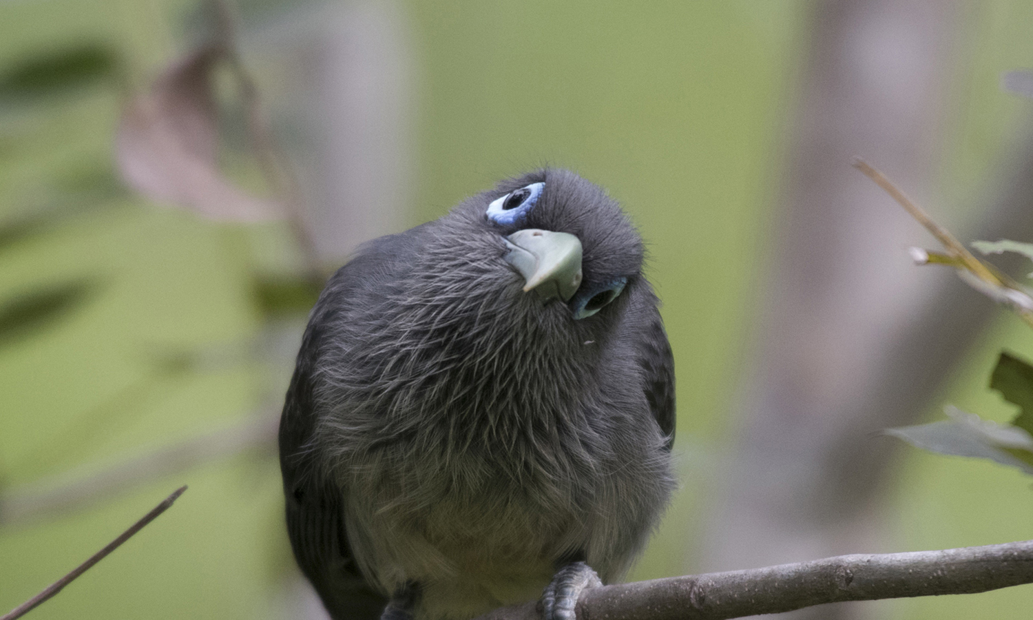 Birds in Yala National Park