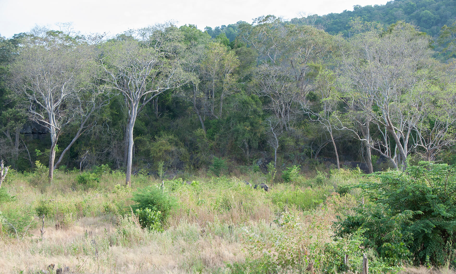 elephant yala national park