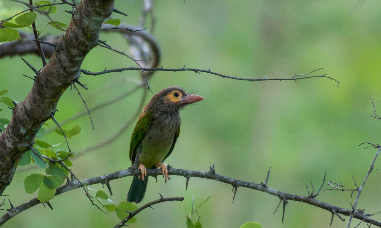 birdwatching in Sri Lanka
