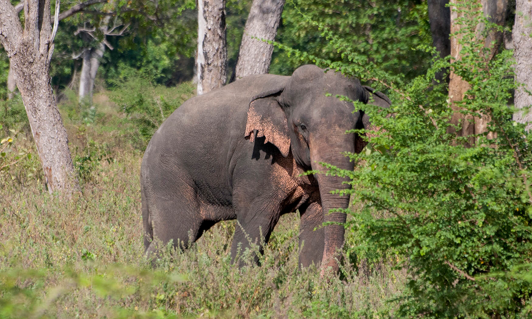 elephant yala national park
