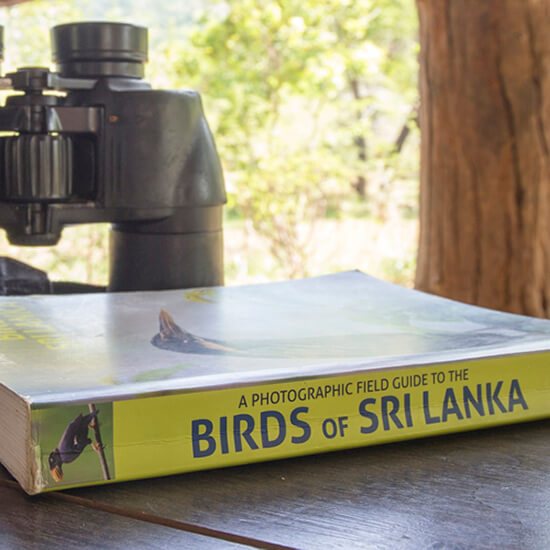 birds sri lanka