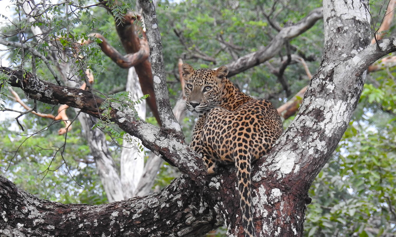 safari tours