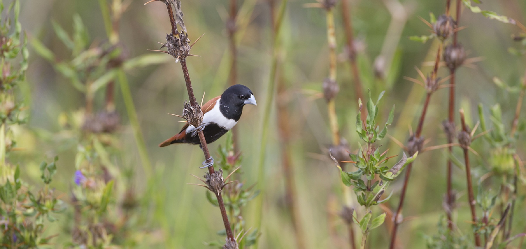 birdwatching in Sri Lanka