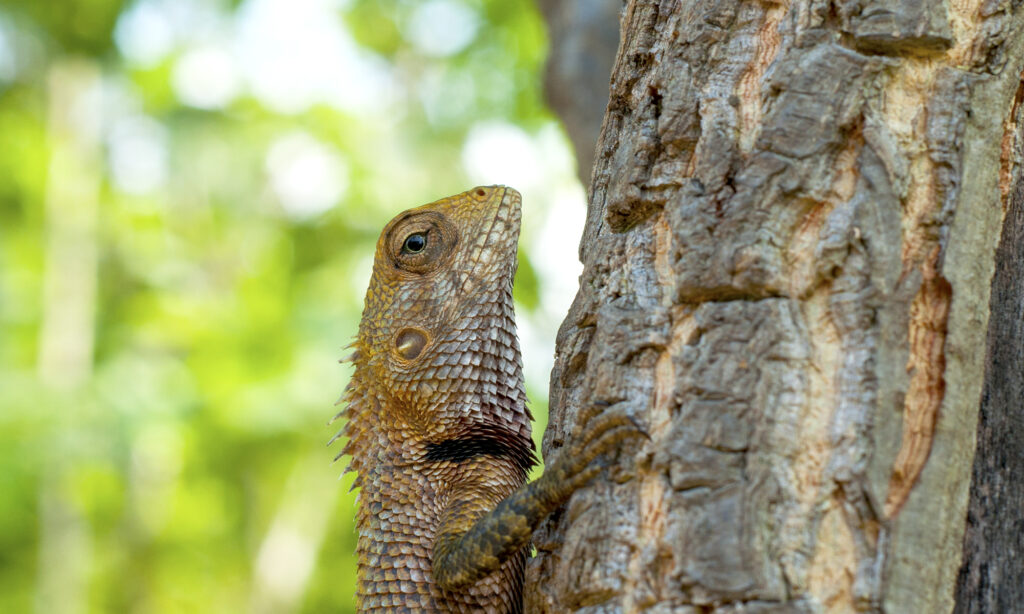 Gallery - Wildlife - 20