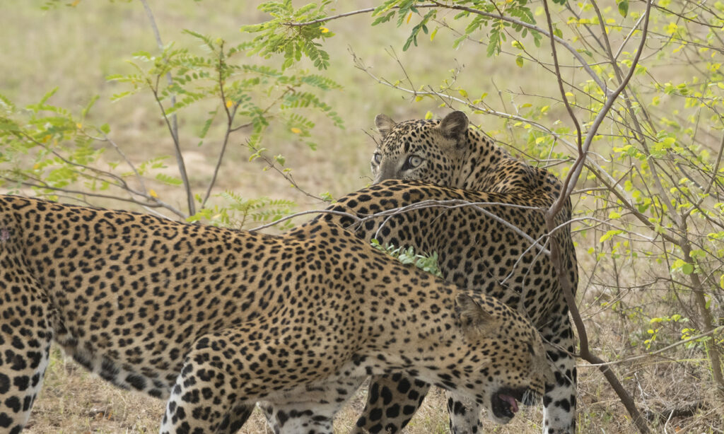 Gallery - Yala B1 - 01.5