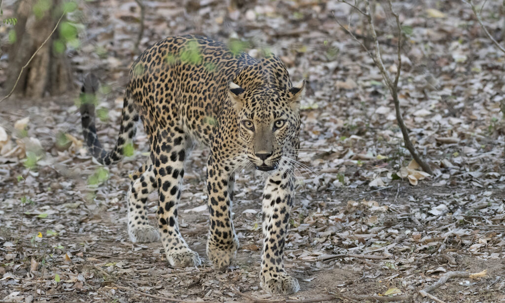 Gallery - Yala B1 - 07