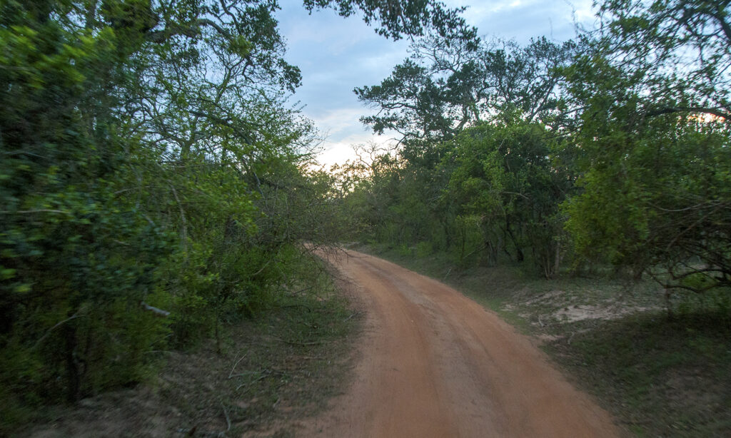 Gallery - Yala B1 - 12 2
