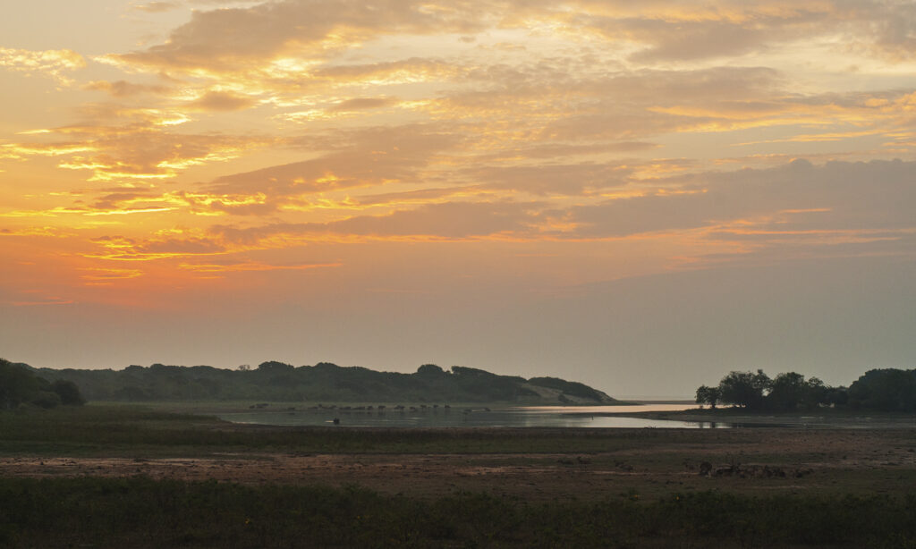 Gallery - Yala B1 - 16