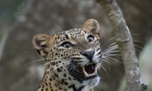 Gallery - Yala B5 - 01
