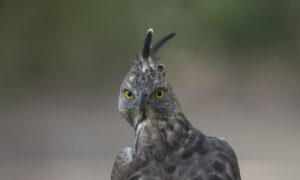 Gallery - Yala B5 - 04
