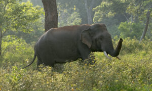 Gallery - Yala B5 - 05