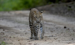 Gallery - Yala B5 - 06