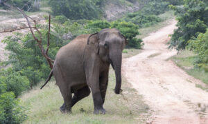 Gallery - Yala B5 - 15jpg