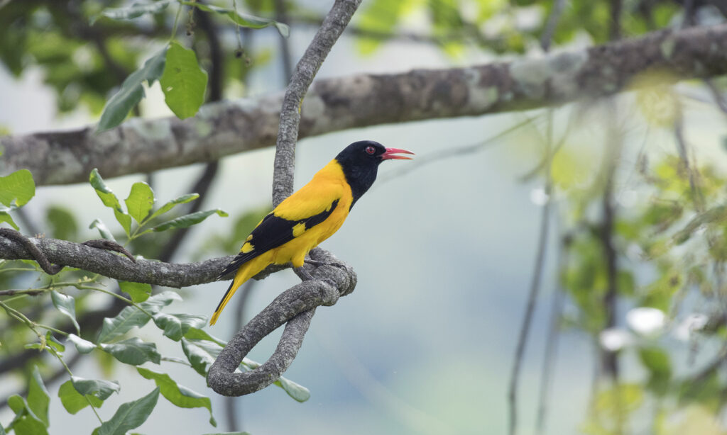 Gallery - wildlife - 01.1