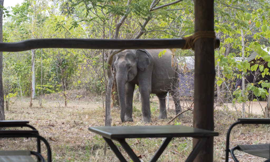Gallery - wildlife - 02