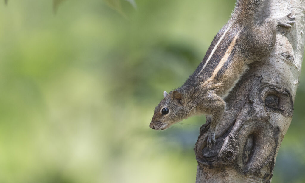 Gallery - wildlife - 03