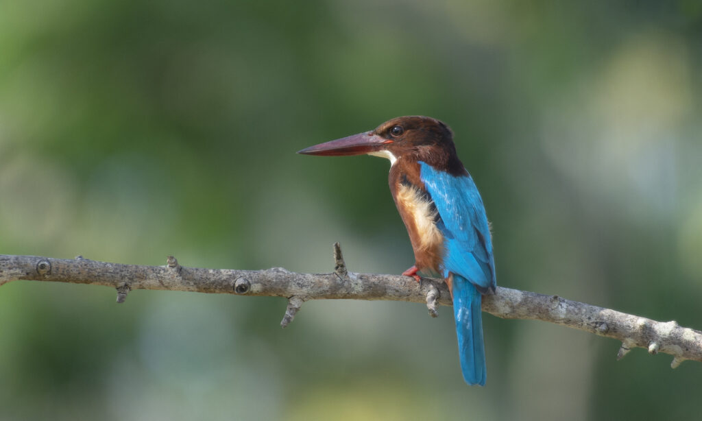 Gallery - wildlife - 04