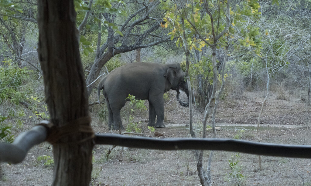 Gallery - wildlife - 05