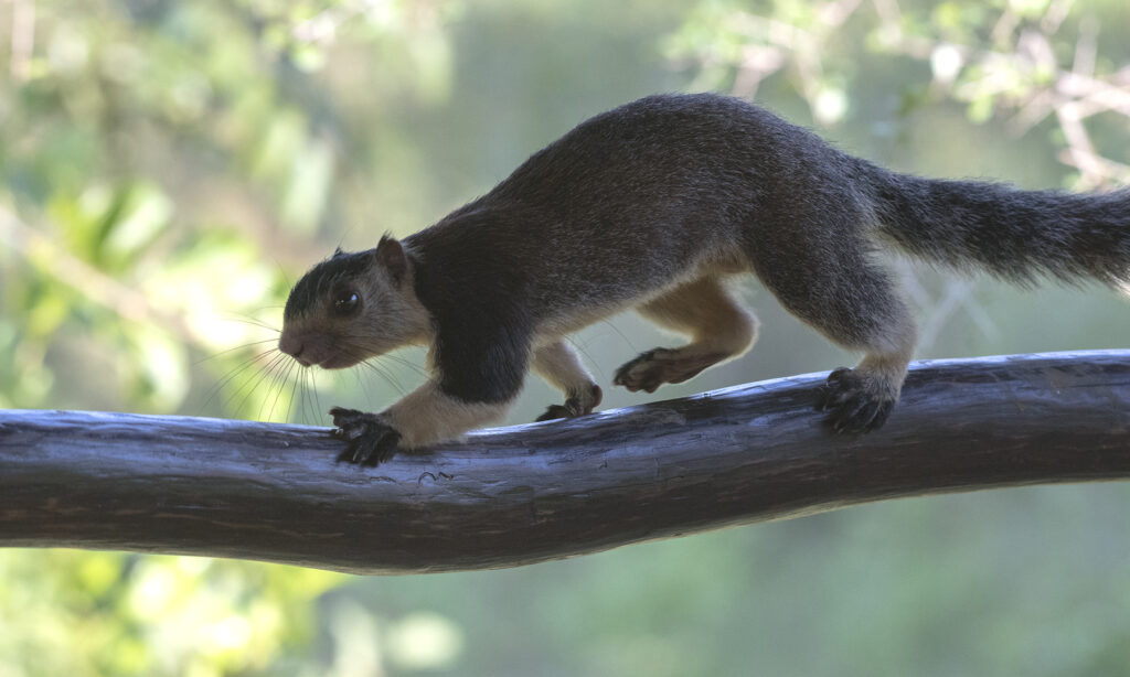 Gallery - wildlife - 06