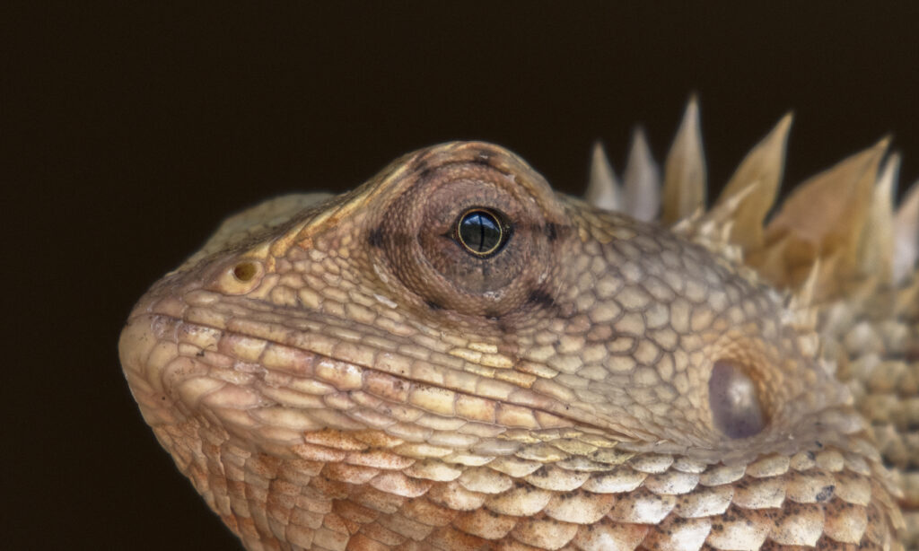Gallery - wildlife - 07