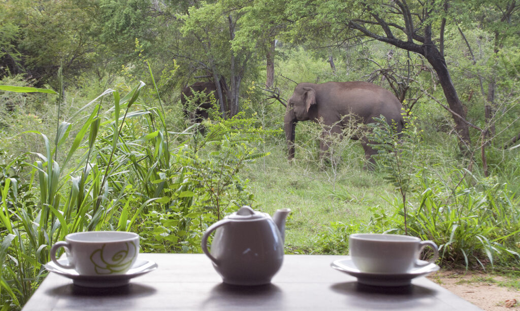 Gallery - wildlife - 08
