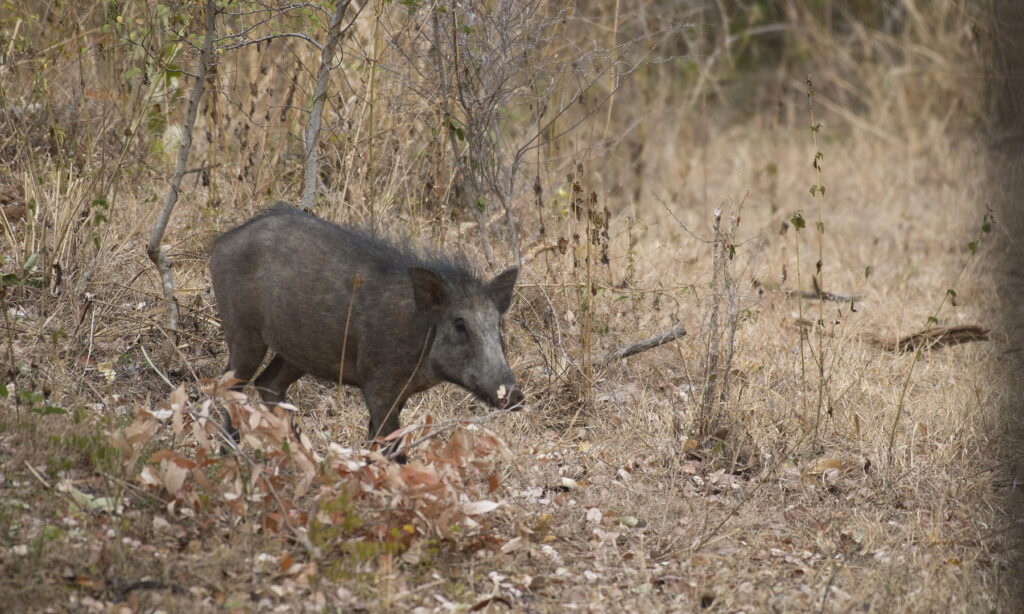 Gallery - wildlife - 091