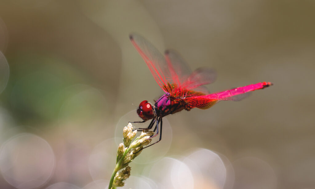 Gallery - wildlife - 10