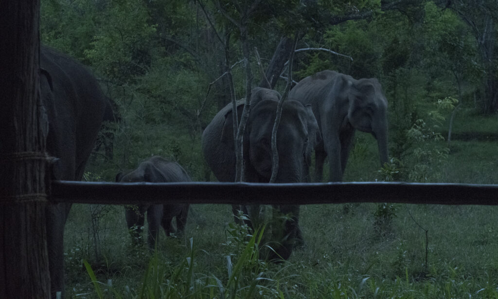 Gallery - wildlife - 11