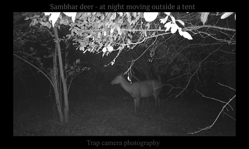 Gallery - wildlife - 12-b
