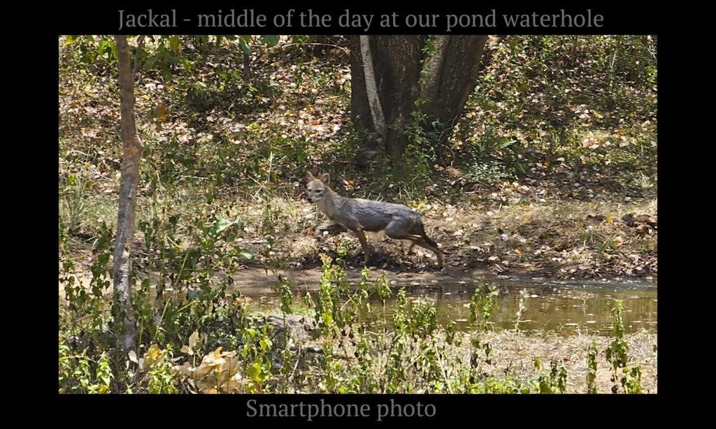 Gallery - wildlife - 13-b